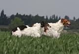 BARZOI 072